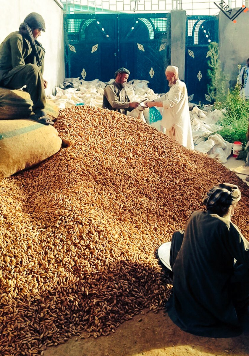 zibafoods's tweet photo. Team #ZiBA kicked off the 2016 #afghan #almond harvest with top-quality Satarbai from Northern #Afghanistan.  https://t.co/RwFw0sVTuT https://t.co/2P6ilg4VC1