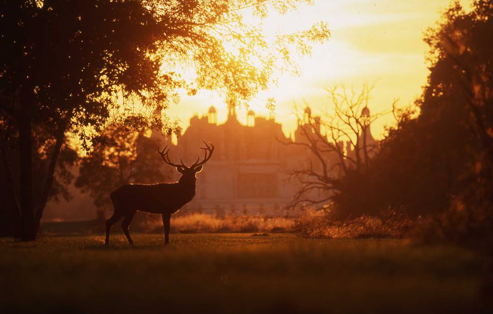 Omonchateau's tweet photo. Le @domainechambord organise un concours sur le thème de l'automne ! À gagner, des entrées &amp; cie.
👉🏻 Plus d'infos :https://t.co/3eumET1mRR https://t.co/XVWrq1EfkP