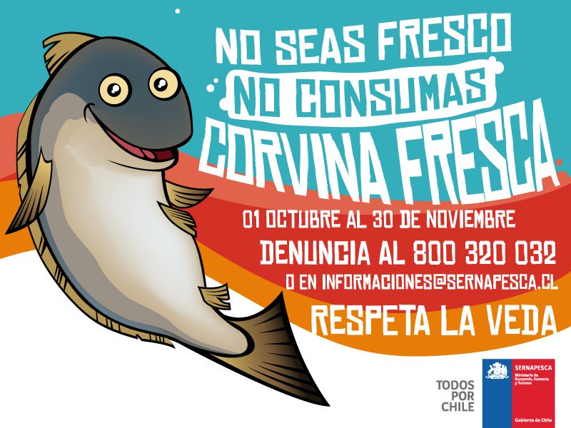 SubpescaCL's tweet photo. ¡Buenos días y #FelizMartes! 😃  #RespetaLaVeda de la corvina entre octubre y noviembre en todo #Chile 🚫 https://t.co/9rxSRcsd8g