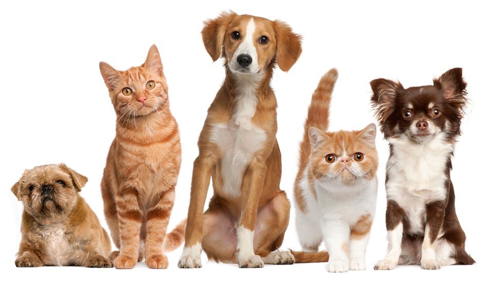 PosRadioWorld's tweet photo. Positively Pets: The worlds first radio station exclusively for our animal chums *coming soon* https://t.co/KrubaInk4l #Positively #Pets https://t.co/sZdMv8Sanz