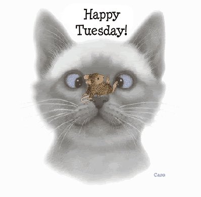 Hiya everyone......have a purrrrrrrrfect Tuesday 🐱