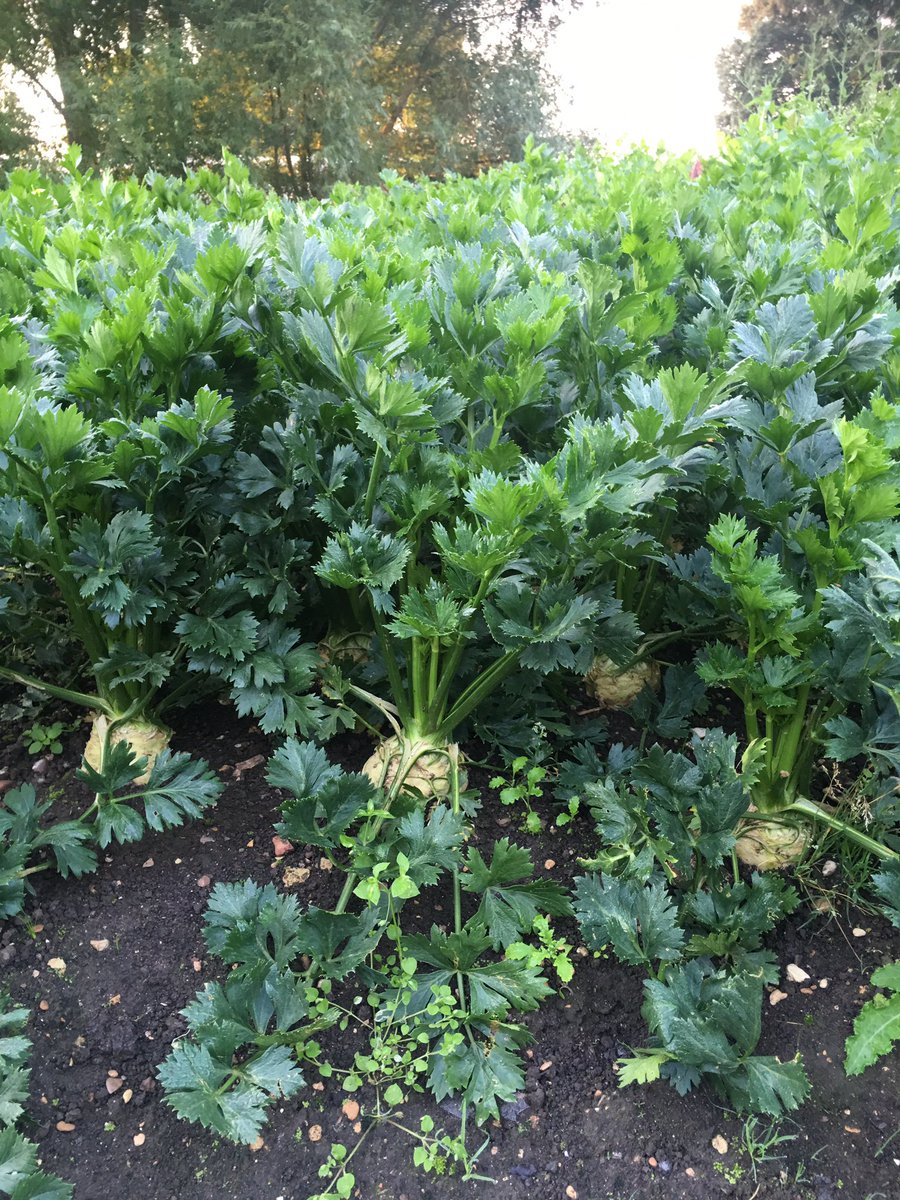 raymond_blanc's tweet photo. Never have I seen @lemanoir gardens so beautiful  in these  late automn days  yielding an abundance of produce for our kitchen .Bon apetit https://t.co/98K3Ytdm5Q