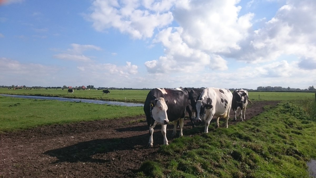 36sandjes's tweet image. #koeien opweg naar de #melkrobot