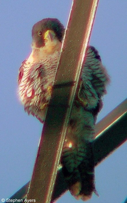 Walthamsteve's tweet image. Female peregrine falcon on a pylon at #Walthamstow #Wetlands @WildWalthamstow yesterday. wildlifetrusts.org/species/peregr… #londonbirds