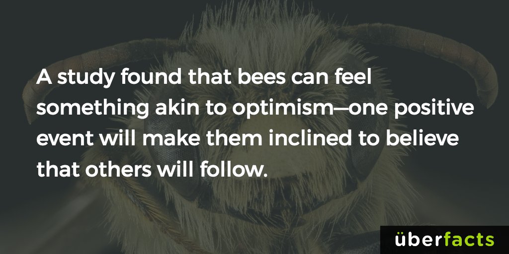 UberFacts's tweet image. Optimistic bees.