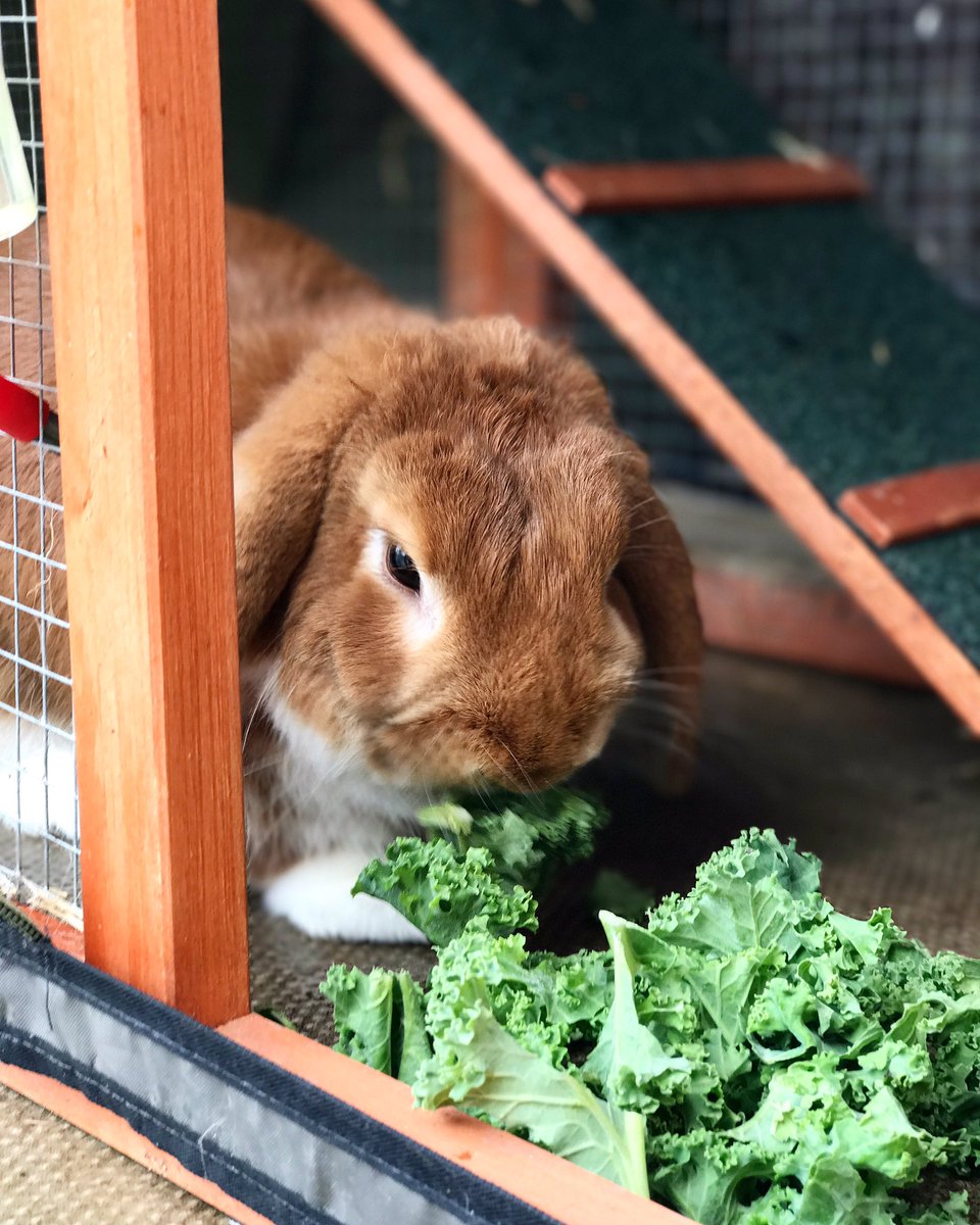 cyberchickgeek's tweet image. #iphone7pluscamera #portraitmode 😍👌🤓