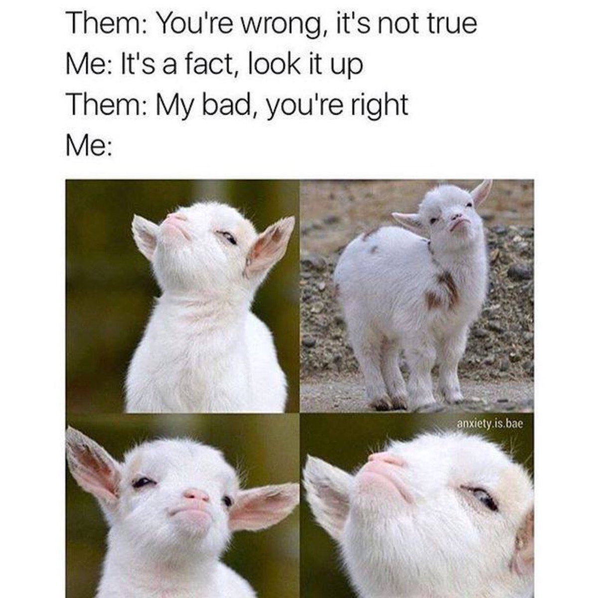 Ct7Sr70UIAAaW86.jpg (1200×1200) | Funny animal memes, Funny relatable