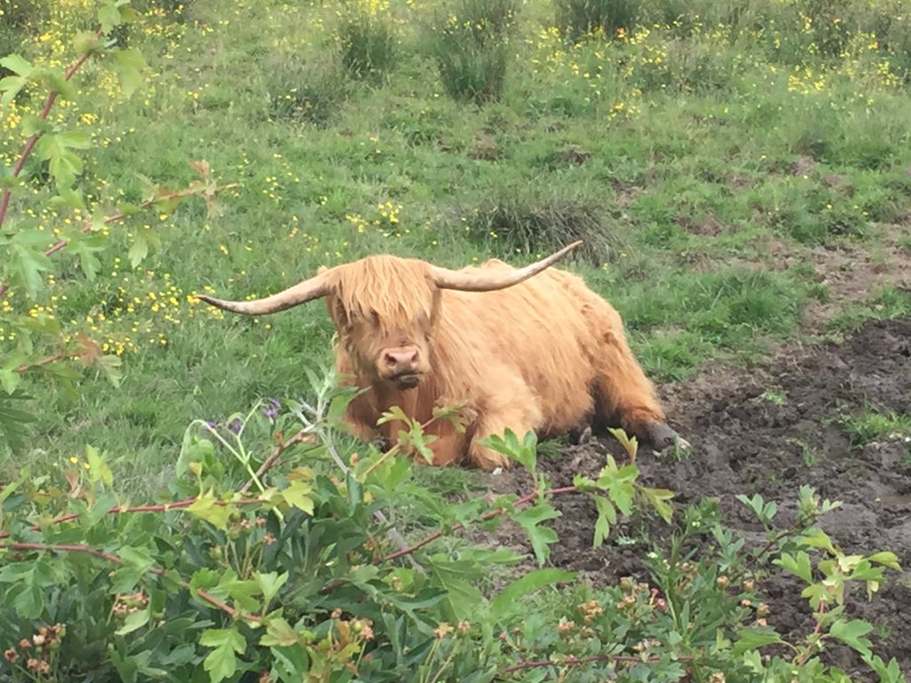 XandersJen's tweet photo. @KristinDSantos however, the coos in Scotland are quite adorable- they captivated me #gingerstoo https://t.co/Y8fR8T2RbV