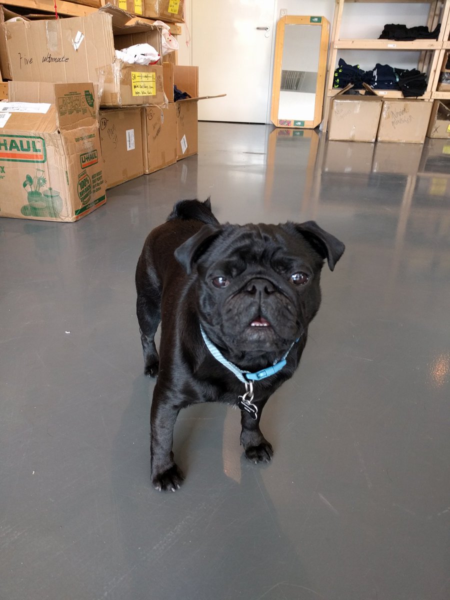 FiveEurope's tweet photo. Say "hello!" to @fiveeurope's new office dog, Pedro! He's even smiling for the photo! #puglife https://t.co/hMtpdYNG89