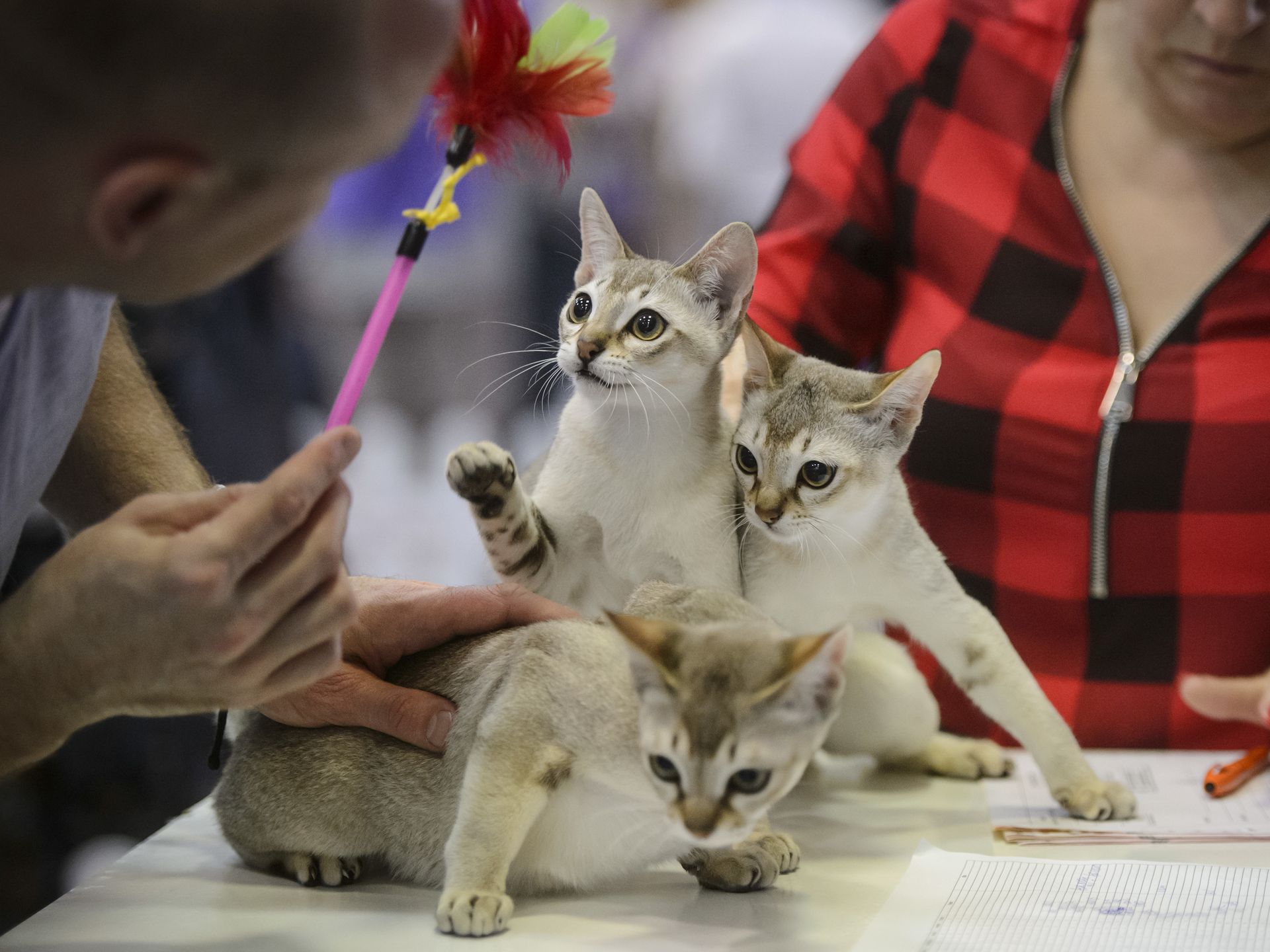 Сингапурская кошка на выставке