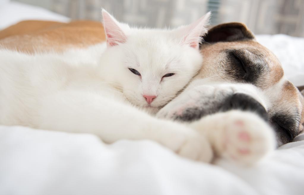 SertaMattresses's tweet photo. To celebrate #WorldAnimalDay, share a photo of your pet getting comfortable with the hashtags #SertaPets #Entry for a chance to win! https://t.co/Ir5u2cb9gc