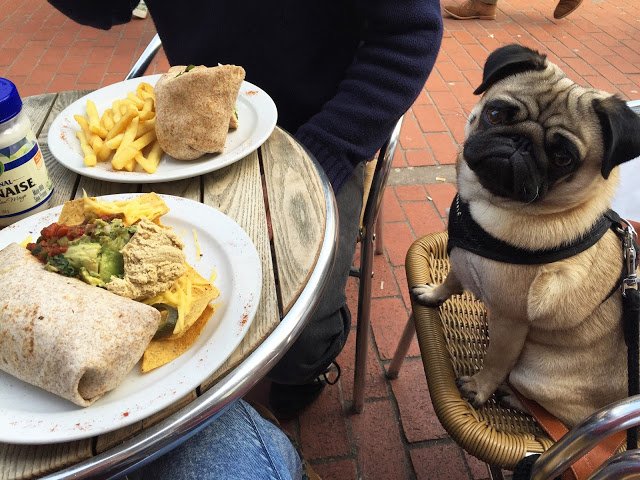 Check out this Pug! Jk we mean the bounteous veggie Burrito from Wai Kika Moo Kau (credit to <a href="/Hefs_kitchen/">Hefs_kitchen</a> for Pug)

bit.ly/2drSU4k