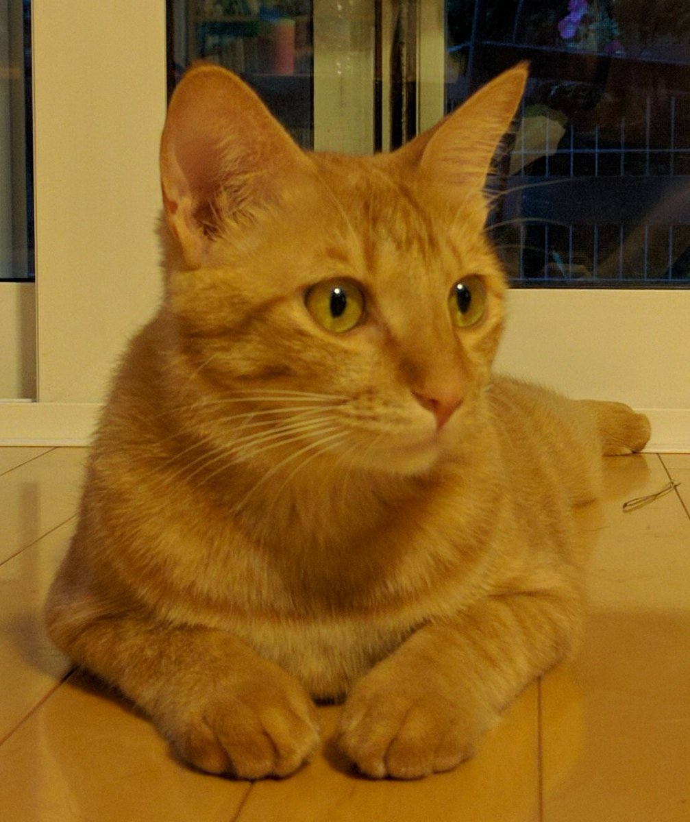 マロン 失踪から二週間が経ちました 引き続き探しています 名前はマロンといいます 茶トラ オス 去勢済み 首輪なし 太り気味 年齢は１歳半です 尻尾は中位の長さで先が少し曲がっています 人見知りですが 馴れると甘えん坊です 茨城県 守谷市