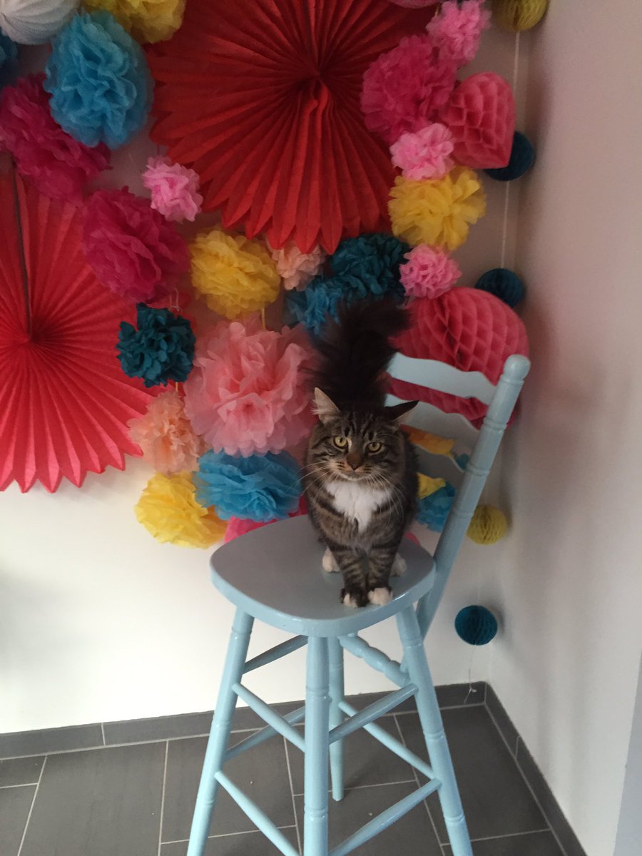 DBalendonck's tweet photo. @bol_com ons #harigtopmodel Guapo zou ook nog graag een laatste kansje willen wagen 😺 https://t.co/p0KMaVjsRC https://t.co/DFcMihcygd