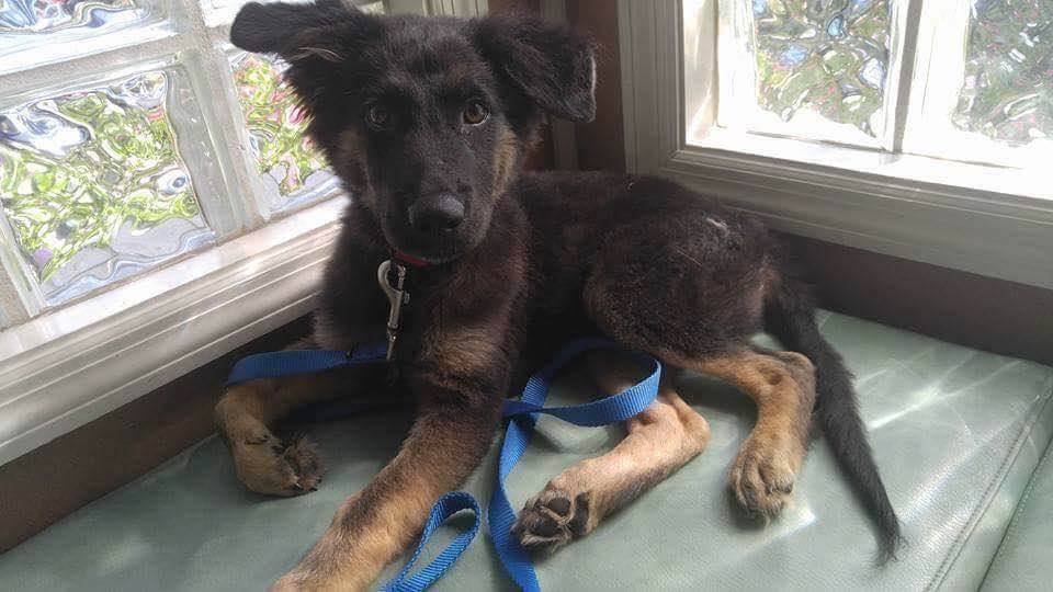 DogsRuleNC's tweet photo. Holden is the cutest #puppy Learning commands &amp; house training
https://t.co/wjLmYJ0hHs
@SGSRescue #NC #VA #MD @adopt https://t.co/OUY8nrgGoe