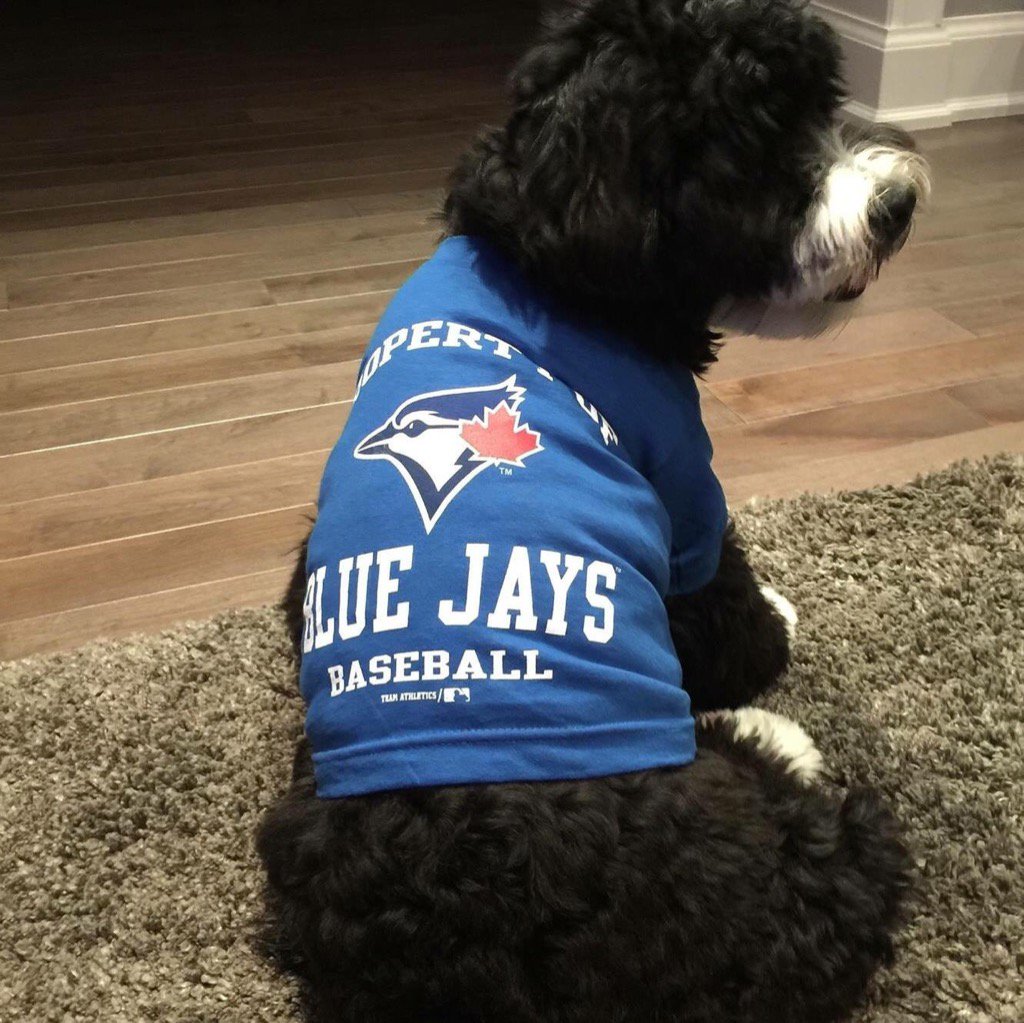 Go Jays Go #woof #BlueJays