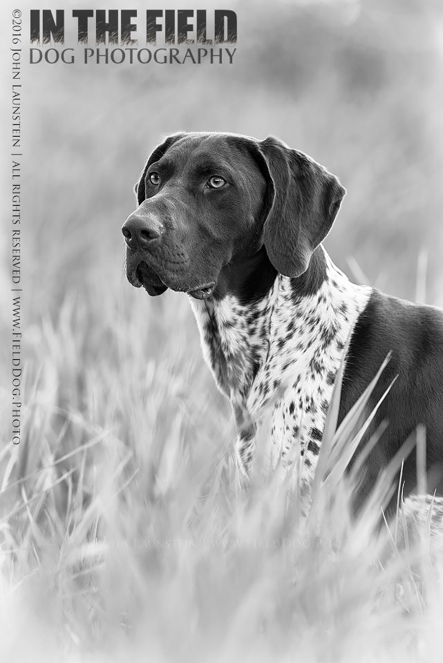 FieldDogPhoto tweet picture