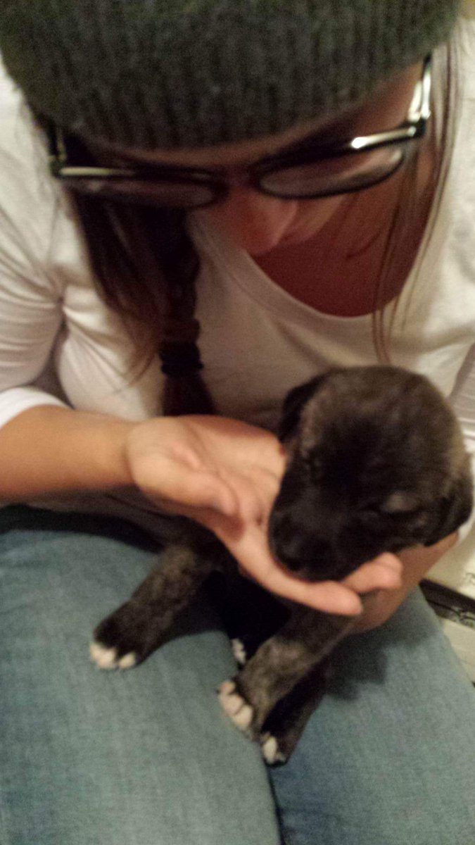 I'M GETTING A PUPPY! #Thatsmygirlfriend #humberblitz #mygirls!
