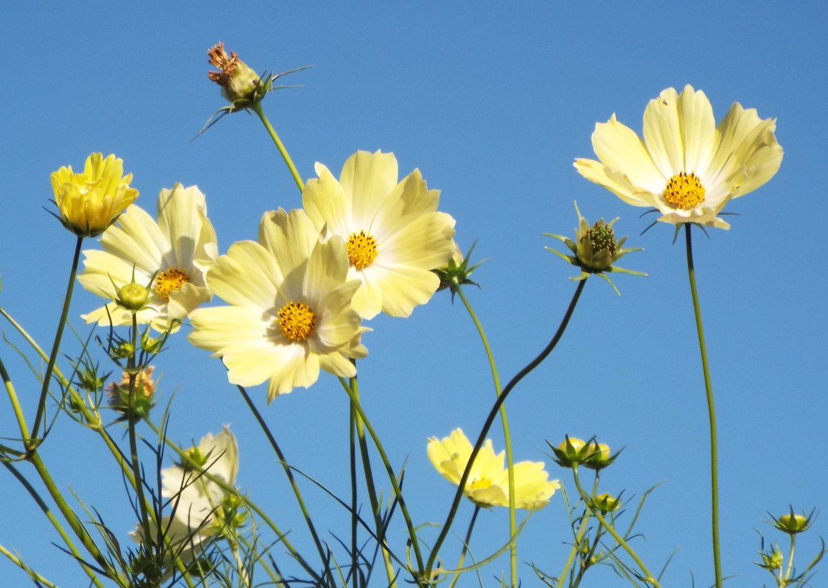 いりちゃん 花と月に魅せられて Twitter પર きょう10月5日の誕生花 コスモス 黄 この花は キク科 コスモス属の春播 ま き一年草 ここで示す黄色いコスモスは ｲｴﾛｰｷｬﾝﾊﾟｽ と呼ばれ 玉川大学で開発された品種です 黄色いコスモスの花言葉 野生