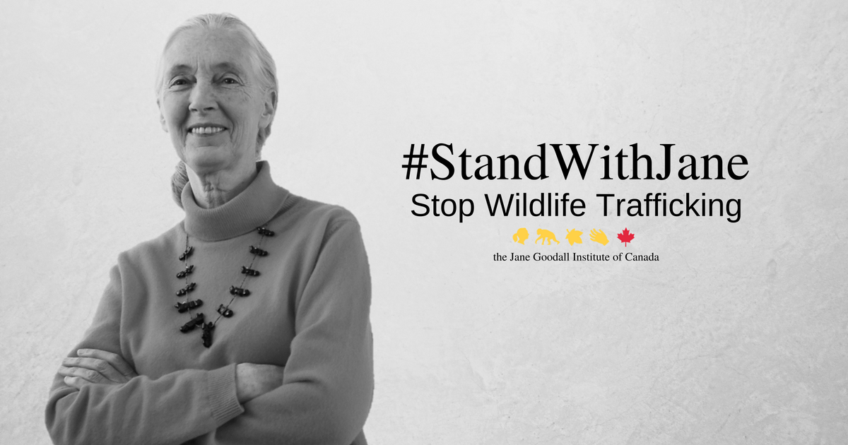 ShiftNB's tweet photo. We spoke with @JaneGoodallCAN about her #StandWithJane campaign against wildlife trafficking https://t.co/A93YpLW3Ly https://t.co/dPFbrj9WII