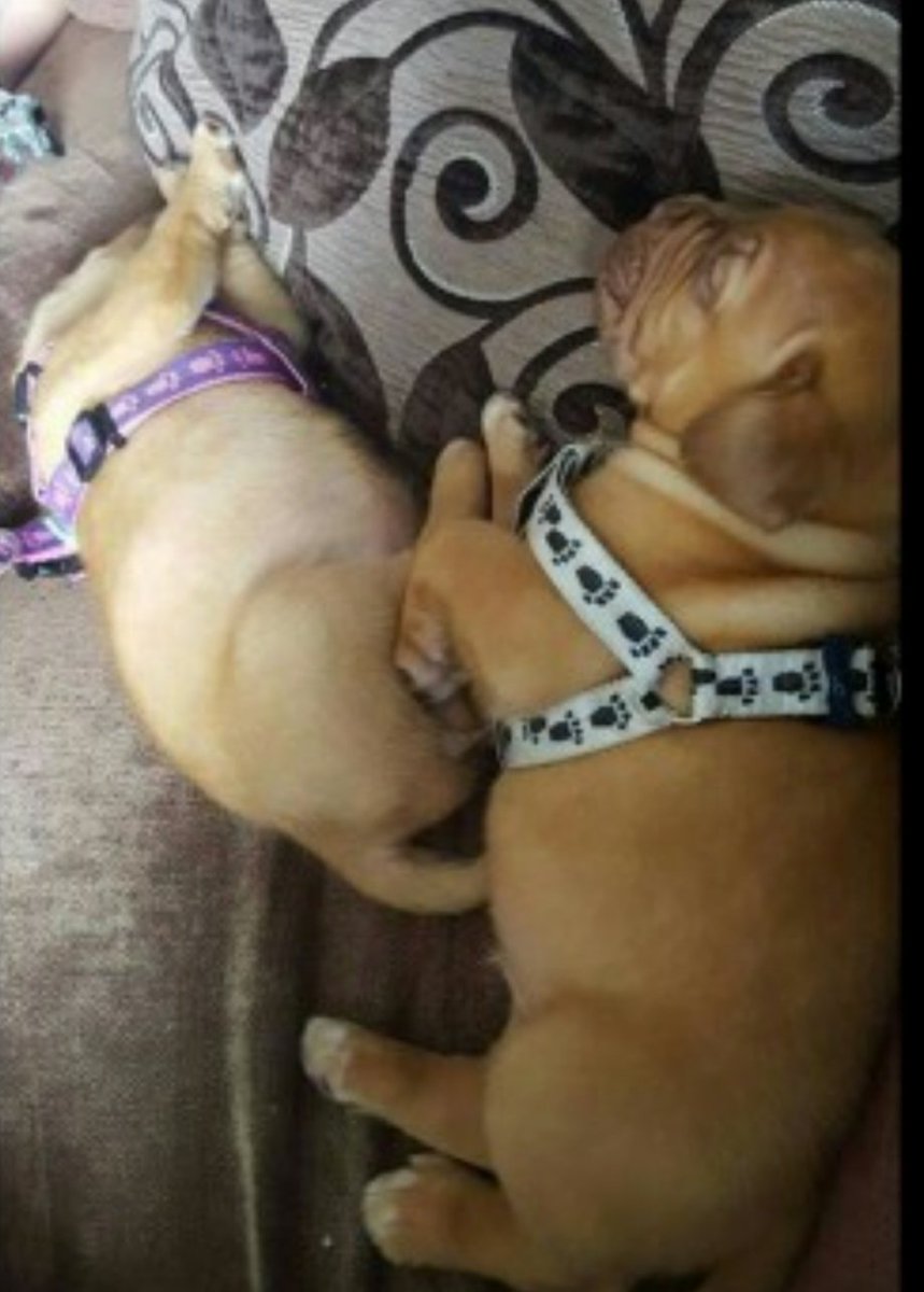 Armed robbers steal four puppies from Wigan home itv.com/news/granada/2…