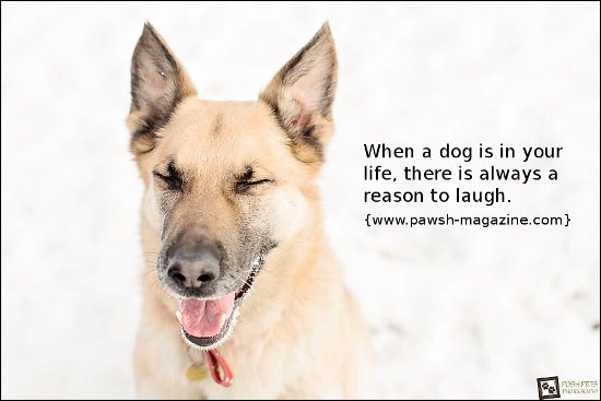 PupDogPupsDogs's tweet photo. https://t.co/JpsjsqyGU2