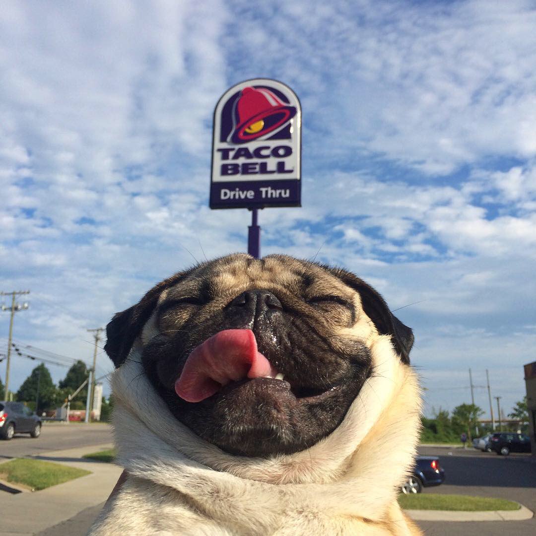 itsdougthepug's tweet photo. HAPPY #NationalTacoDay 🌮 https://t.co/WJK3ZQSG9Y