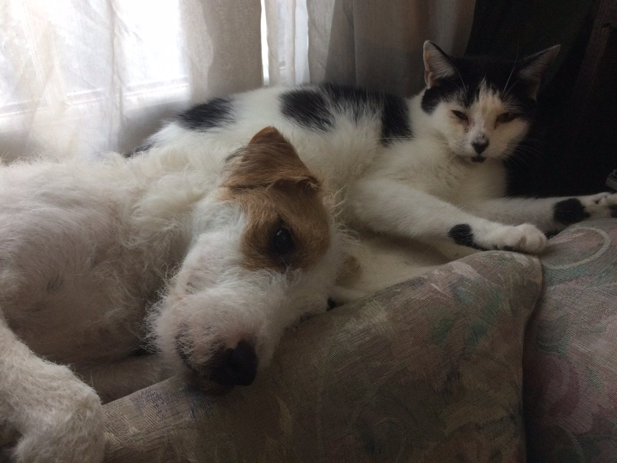 HowardsWayOut's tweet photo. Some snuggles with Bulldog Drummond @ClawandOrderSFU in the window seat! #LookoutLibrary https://t.co/Tzwqn6VsNp