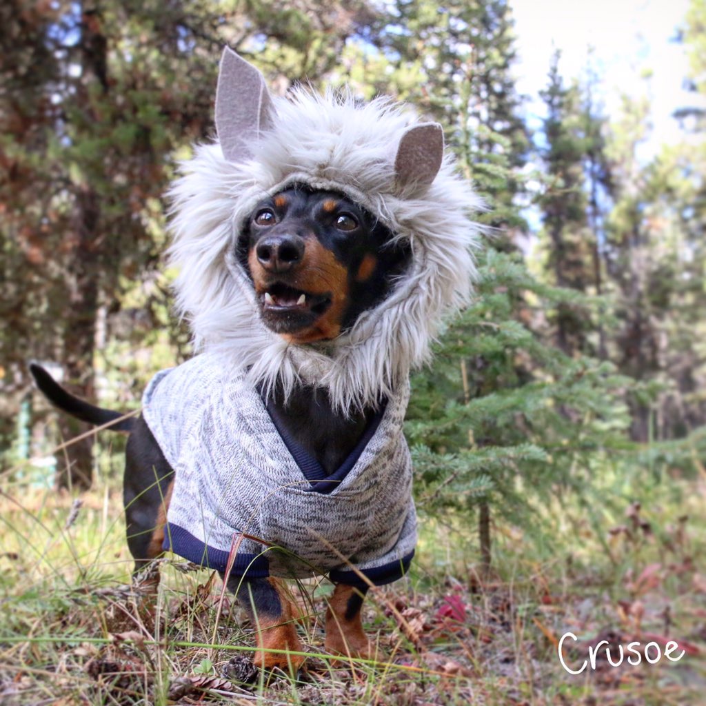 I'm in Wienerwolf Territory

#MyBanff #Banff