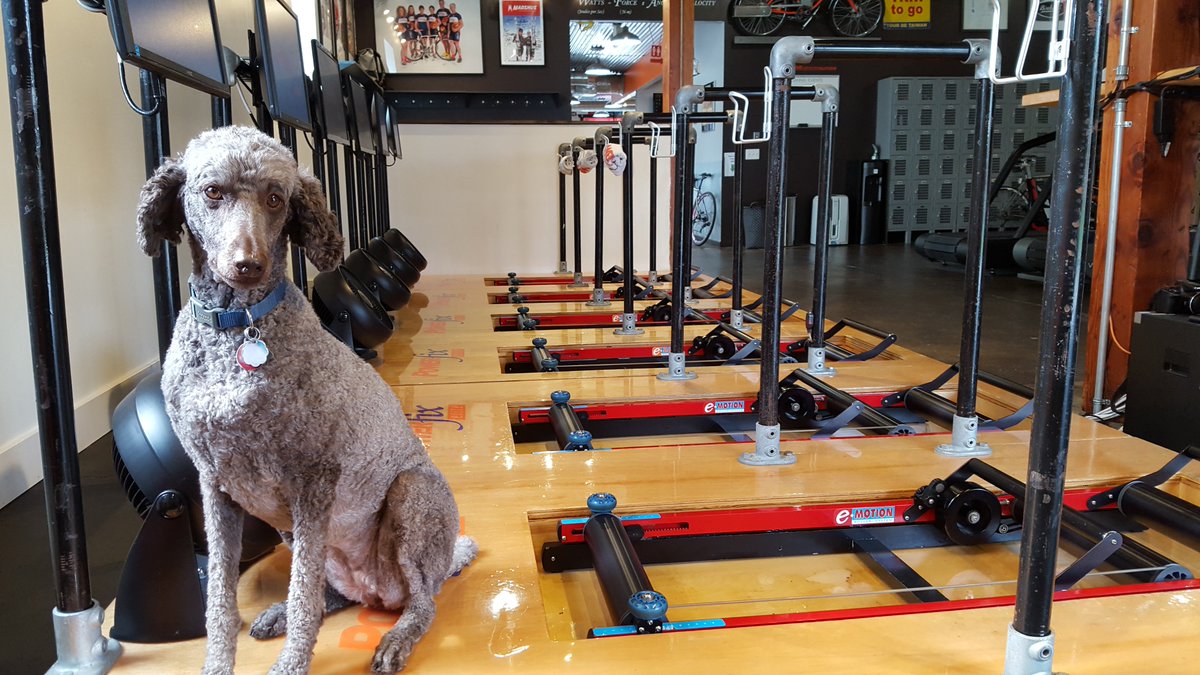 TheFixStudio's tweet image. Get your workout in and stay dry tonight at The Fix. Also, stop in to say hi to Mavis!