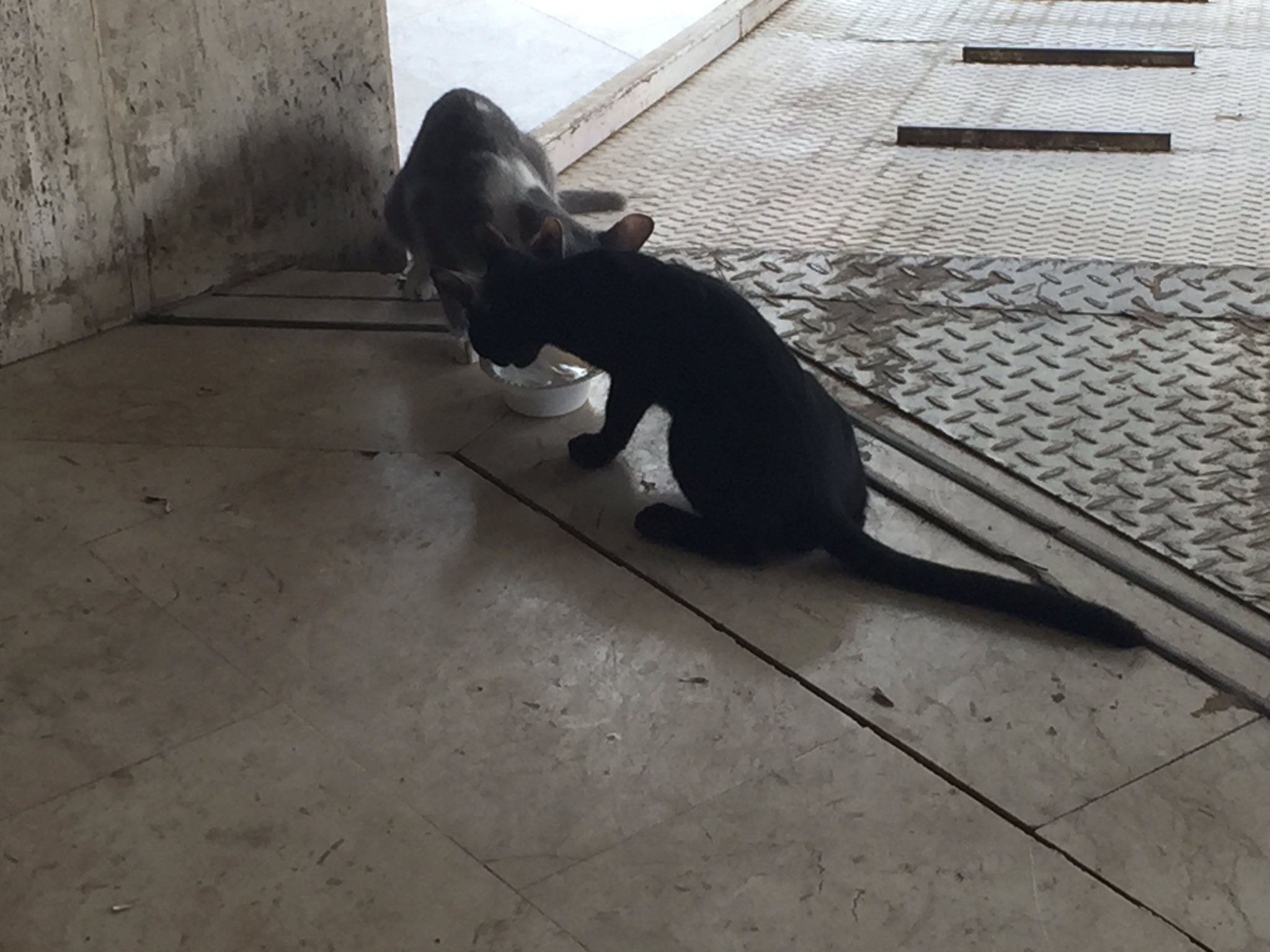 Jeddah Cats (jeddah_cats) / Twitter