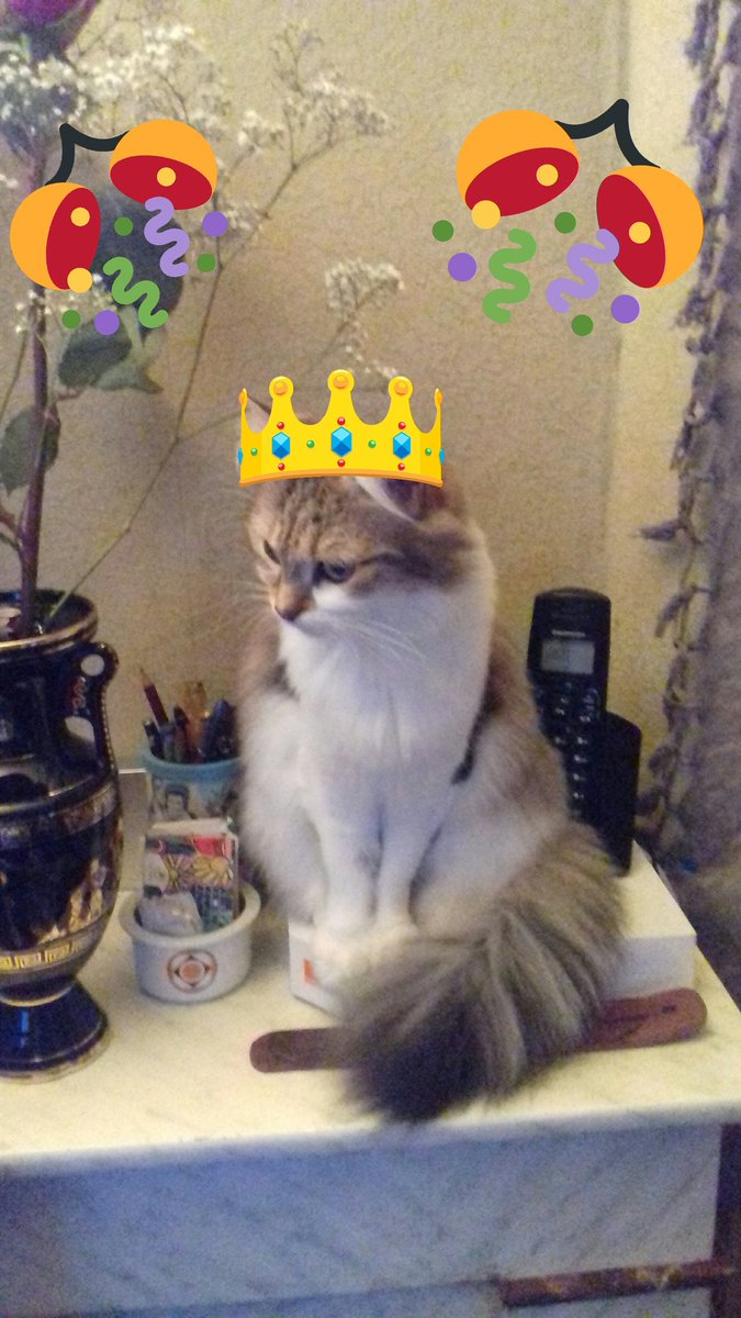 ZbiesProStyle's tweet image. Voici mon chat 😂😂