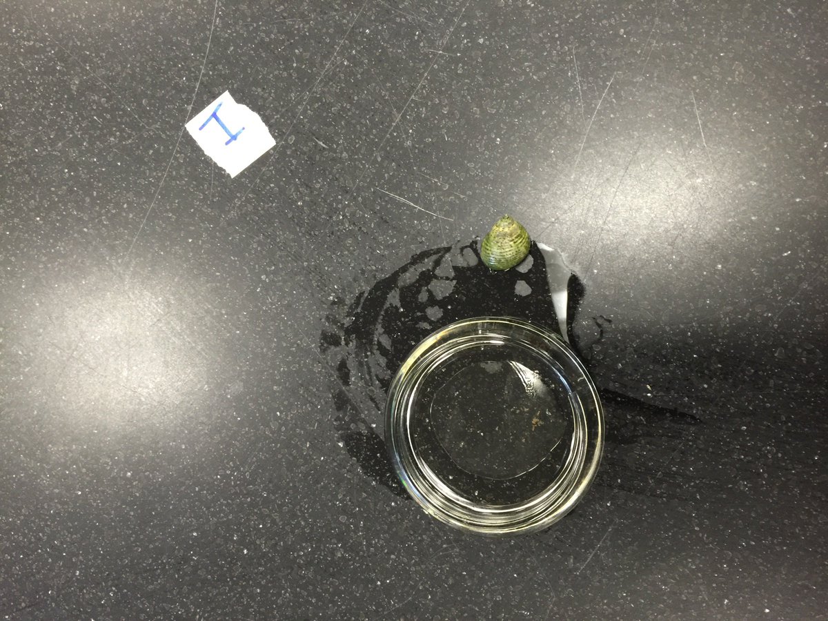 NSUBiology's tweet image. It’s tough to pass the lab practical when the specimens won’t stay put... #zoology #labpractical #nsu19