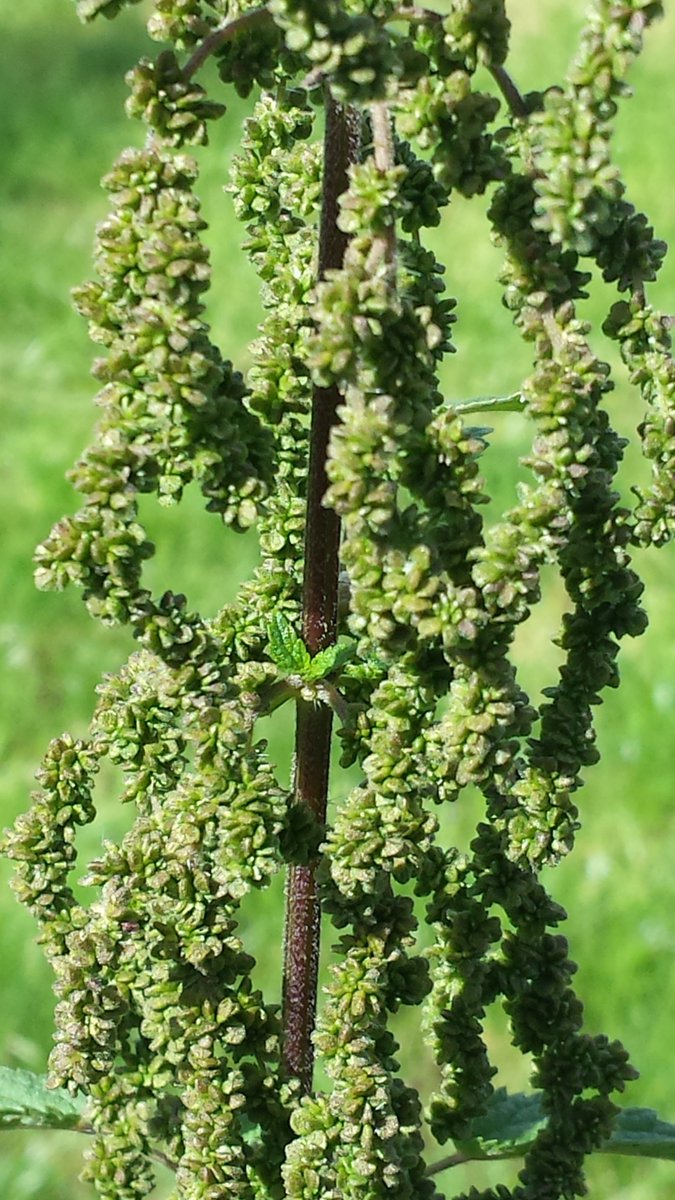 Vanwege <a href="/WeekvandeSmaak/">Week van de Smaak</a> elke dag een recept met #eetbarewildeplanten op bloemenpad.nl. Vandaag #bietenhummus met brandnetelzaad