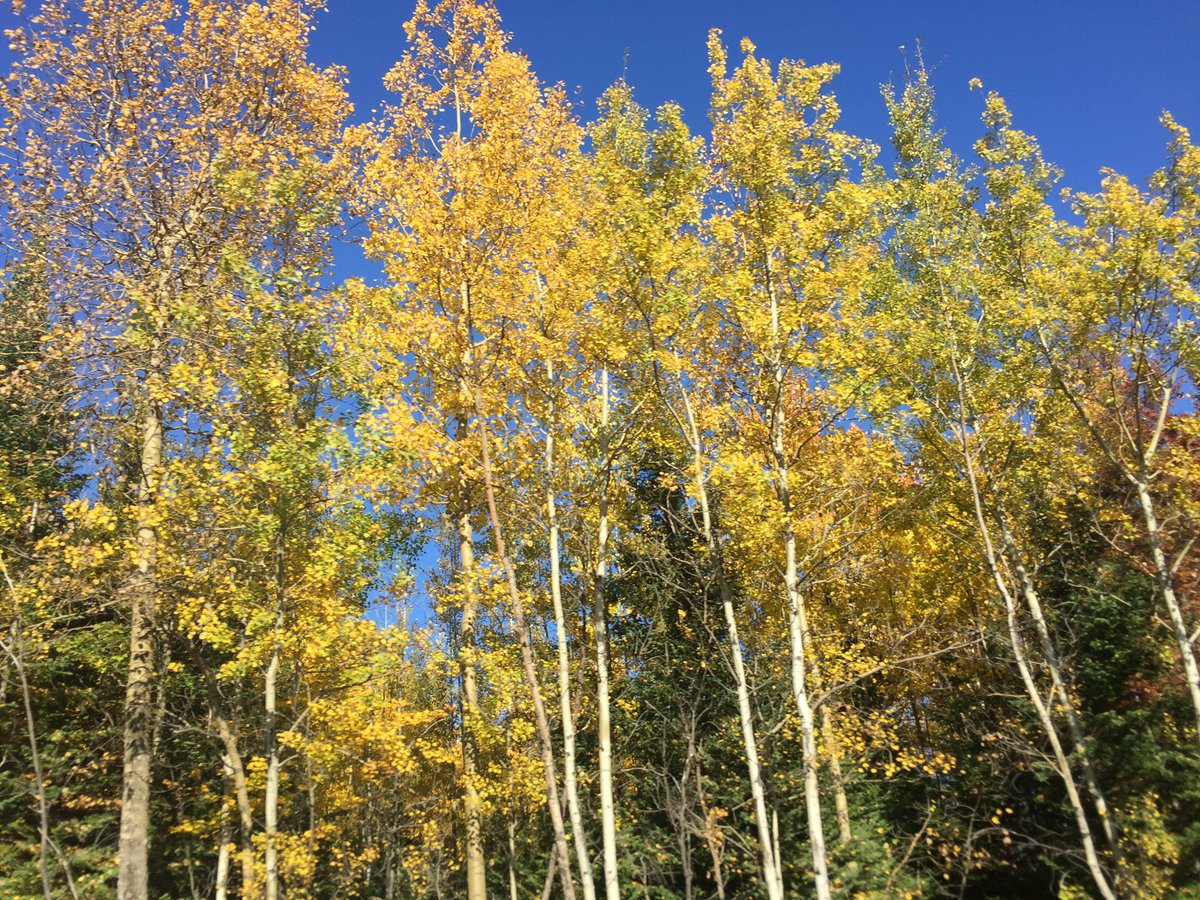 SmallTownMN's tweet photo. Gorgeous colors on the way to #orrmn these days. https://t.co/ZzTFrBc82M