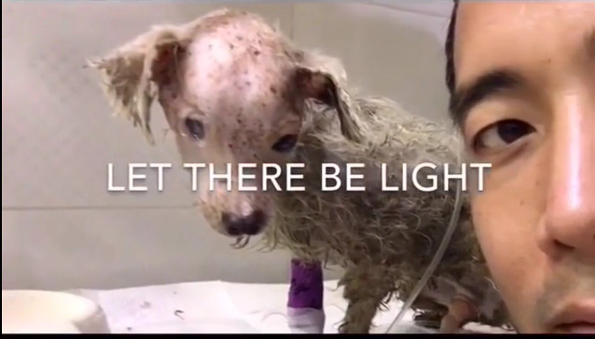 DogCrusader's tweet image. #TRUTH if animals could &amp;amp; talk&amp;amp; tell us the cruelty&amp;amp; atrocities humans have plagued the🌎with we would bow our heads &amp;amp; DIE FROM THE SHAME😔