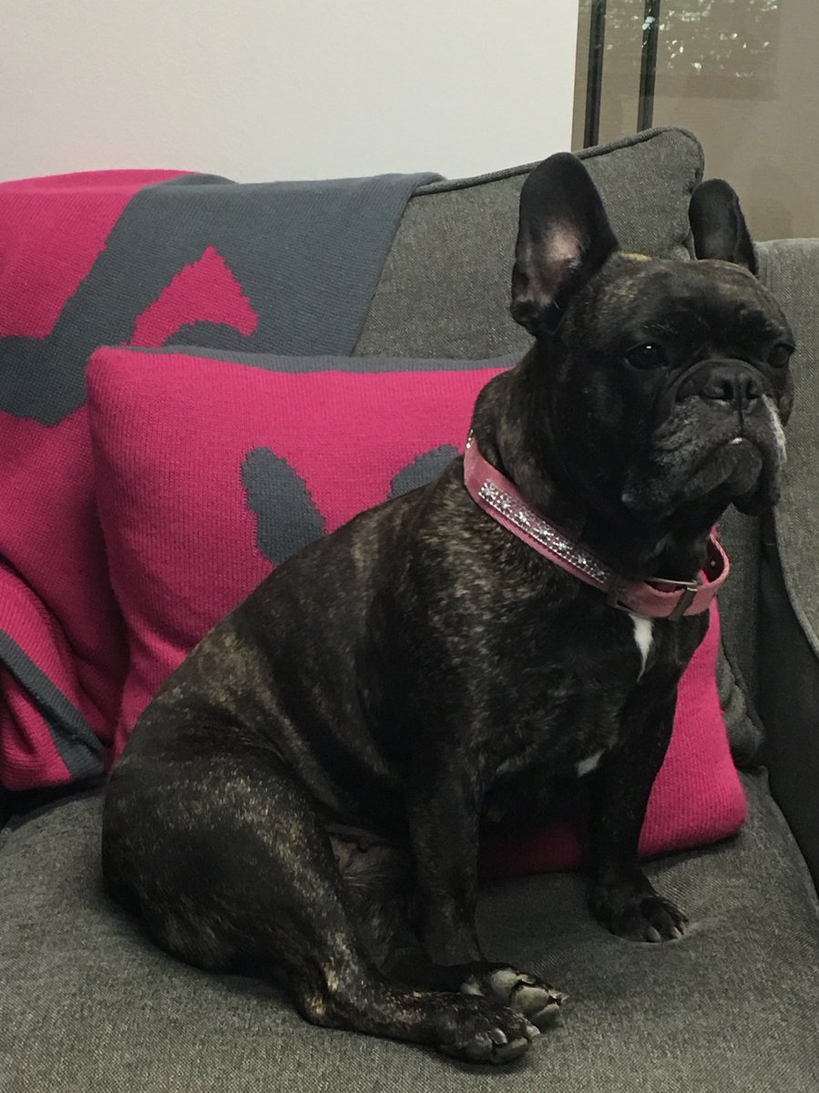 #FirstTweet has to be showing off #ElizabethTaylor to the 🌎 #Frenchie #Rescue #PawsCo