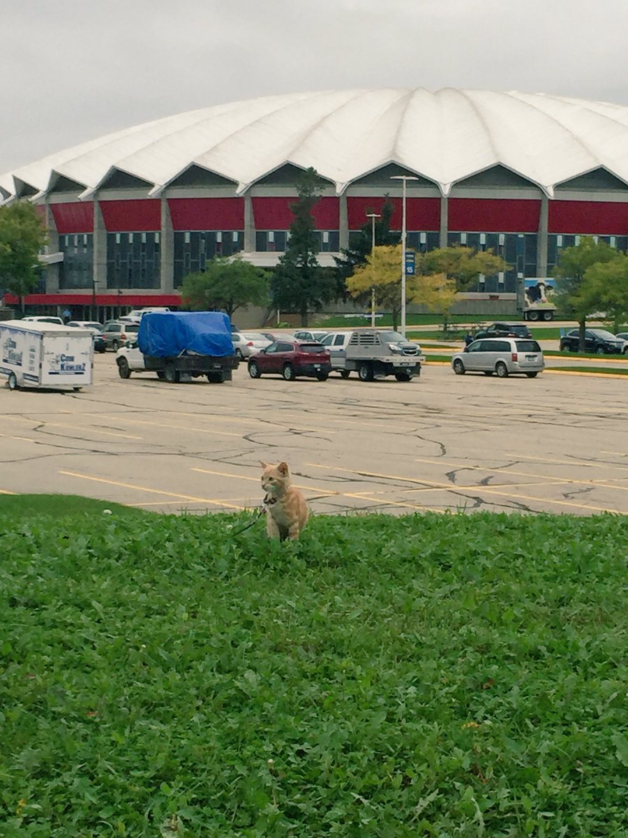 JillKopfer's tweet photo. Showing cows is like herding cats #expokitty #celebrate50 #wde16 https://t.co/PeU4TfiWNx