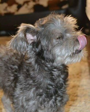 İstanbul Gaziosmanpaşa Erkek Yorkshire Terrier Boncuk #Kayıp!
 05312017701 facebook.com/evkopegi/photo…