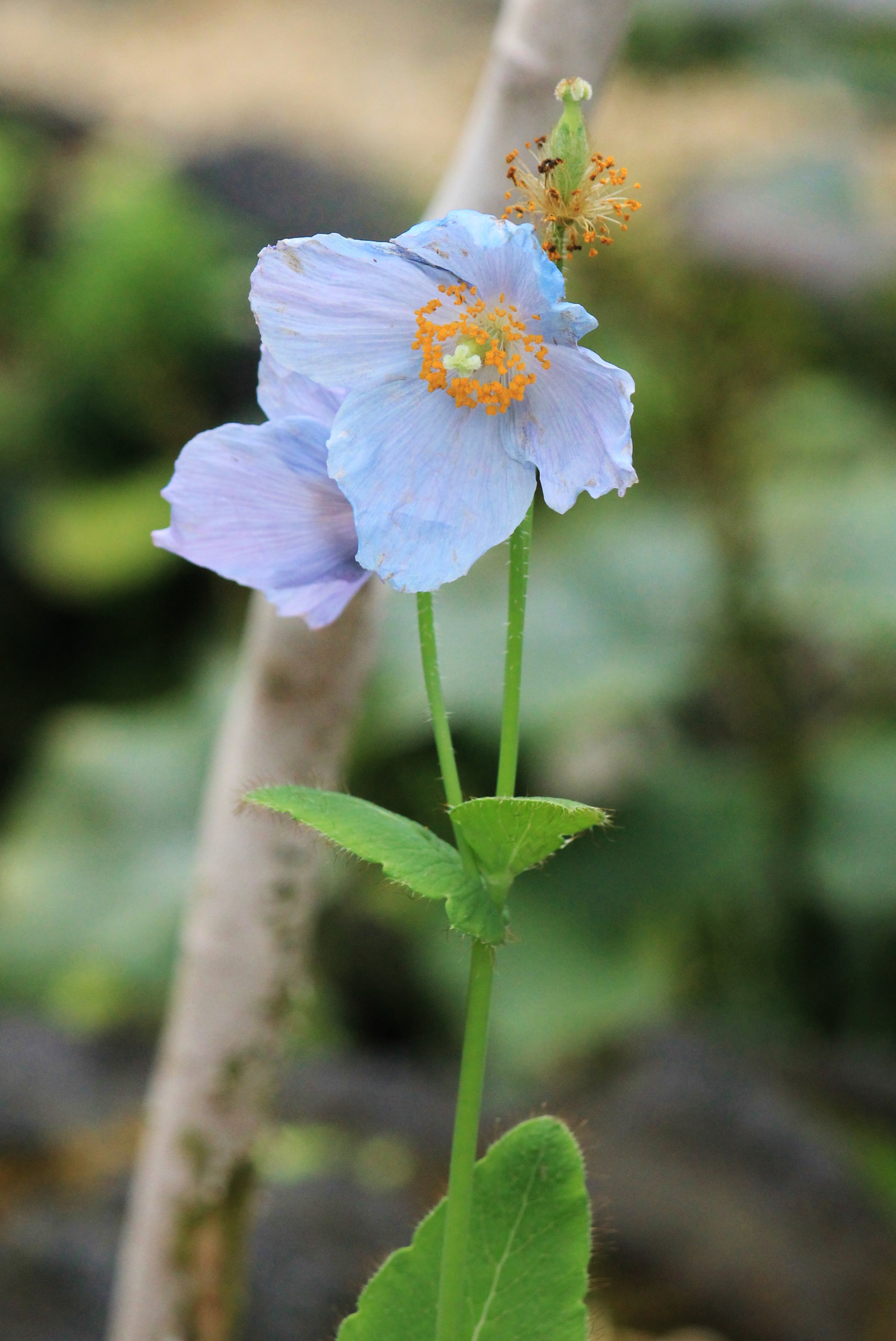 咲くやこの花館 本日の青いケシ O 少し紫がかった 美しい色をしています ぜひこの秘境の花をご覧ください 青いケシ 高山 植物 青 美しい 綺麗 花 咲くやこの花館 植物園 秘境 珍しい T Co