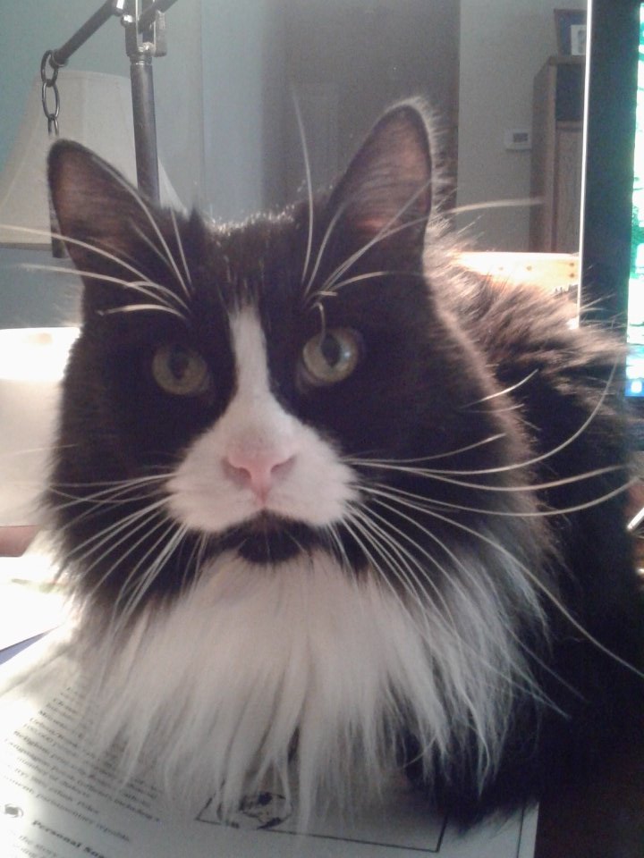 Hitting the books with Maleficent as my soundtrack oh and this adorable helper
#studying #disneylover #maleficent #cat #pandathecat