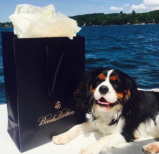 BrooksBrothers's tweet image. Fresh off a #BrooksBrothers shopping spree. #ProperPup #WorldAnimalDay