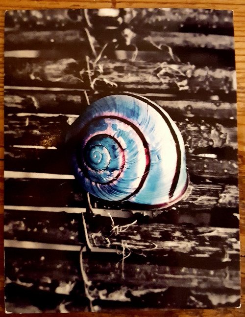 LHNotes's tweet image. After 4+ years, we&apos;ve chosen to end our online gig &amp;amp; revert to our snail ways. Thanks for sharing in this! For more: lovelyhandwrittennotes.tumblr.com/post/151341121…