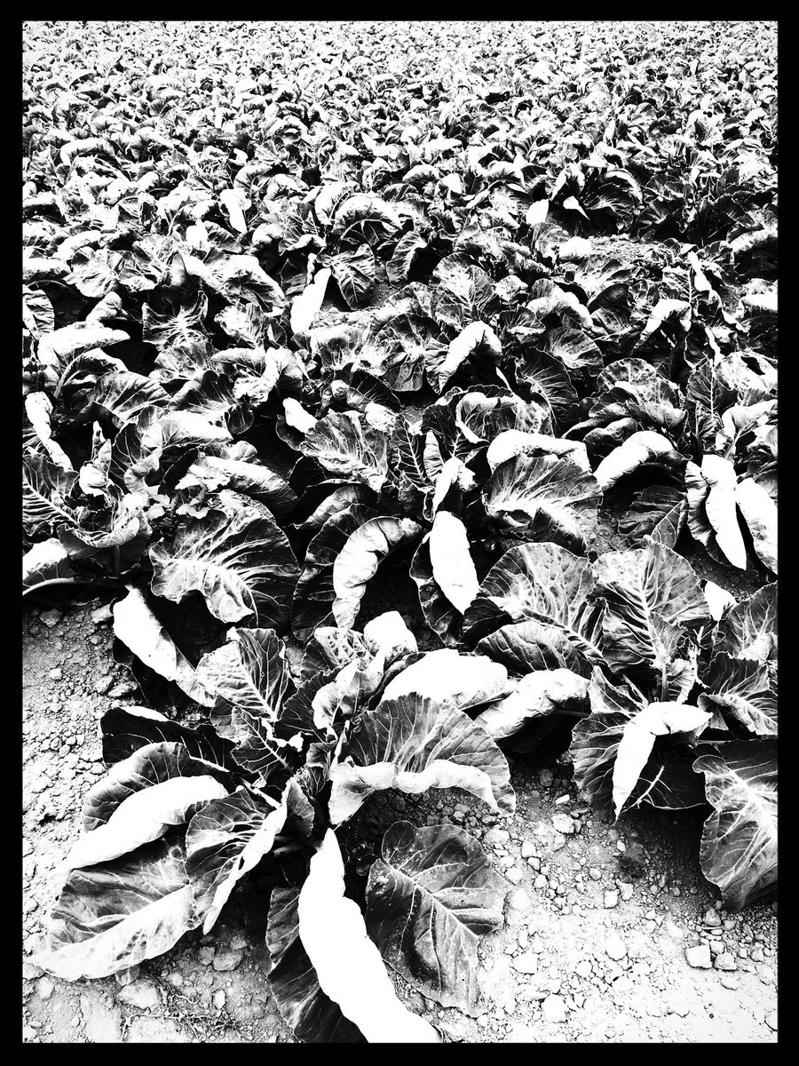 le chou-fleur de #Bretagne, espèce menacée ? je ne crois pas #conspiration