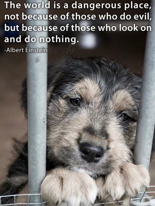 Debi_Boop's tweet photo. Care?🤗You Can #Help
#BayerAnimalHealth😍Will #Donate $1 To #Shelter
If You Tweet💕#Pet🐱or🐶#Adoptable🐾#Animal #Pic w/#Hashtag
#ShareforShelters https://t.co/cSOSMHTD9C