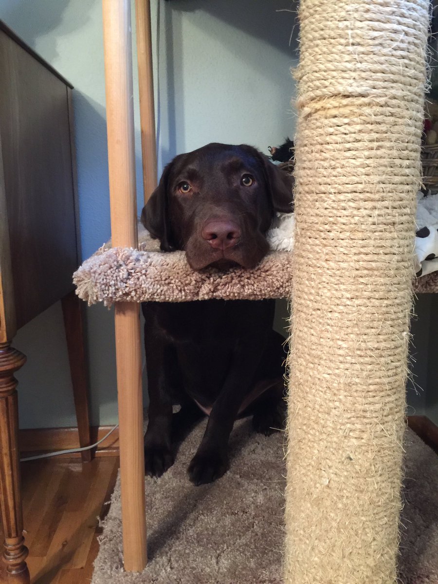 bremsdog tweet picture