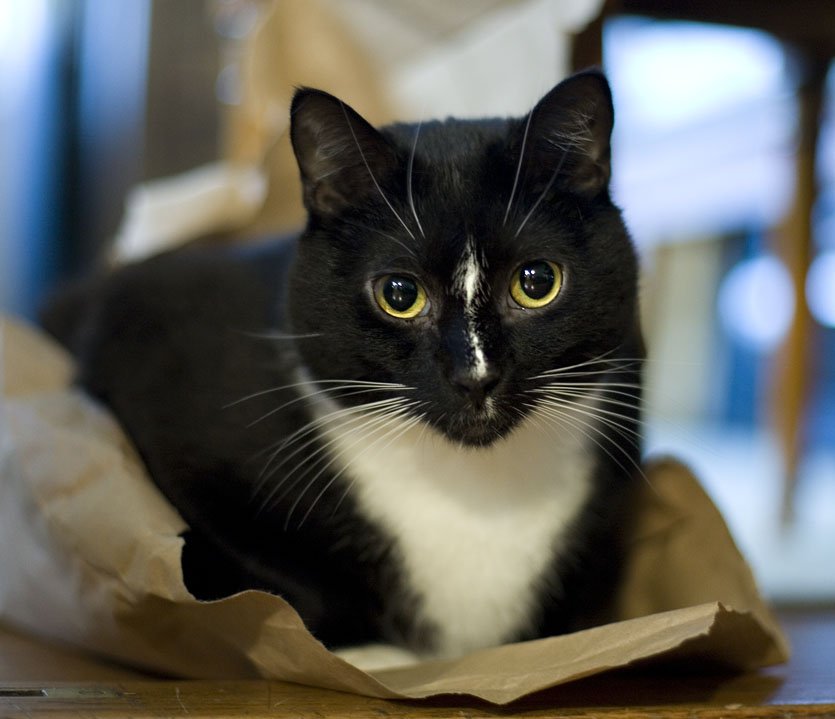 MarcPhotoNYC's tweet photo. @plitter I've got two cats! https://t.co/mWQC0y1nEs