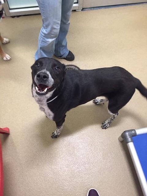 junior_miller's tweet image. Lady, a heeler mix, has one more day before the worst of all worsts. She's at Dallas Animal Services, A920409, if you want to rescue her.