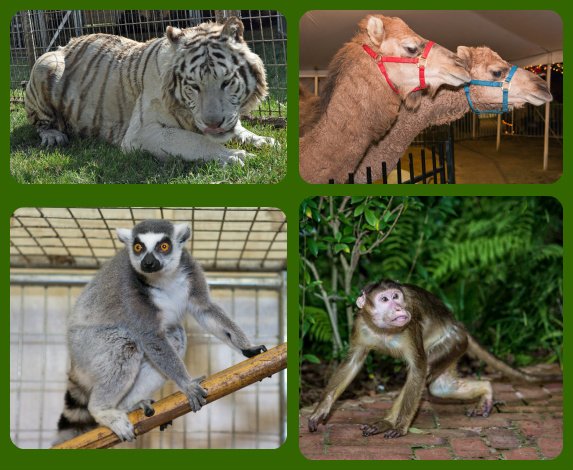Happy #WorldAnimalDay from the Zoo Crew!  We think everyone should celebrate everyday! #animalday