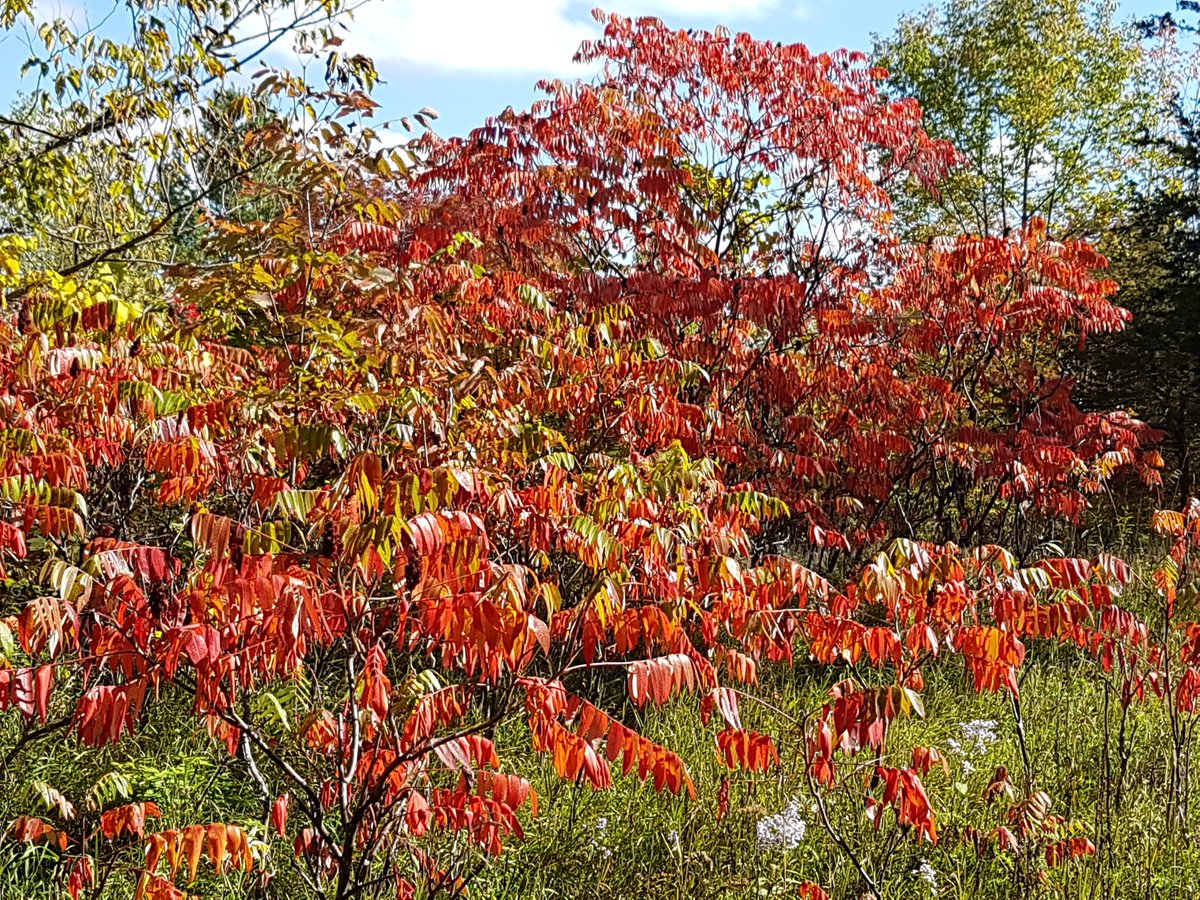 NaturesYear's tweet photo. Walked @KLTptbo Stony Lake blue trail today @Viamede Big diversity of fungi, abundant asters, flaming sumacs. Loved 'The Chute' section https://t.co/BGWJ3iy9nT